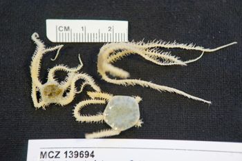 Media type: image; Invertebrate Zoology 139694